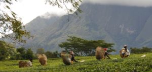 malawi-tea-picking-2.jpg