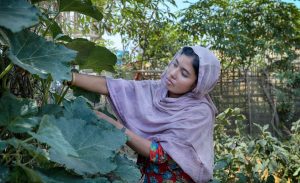 A woman wearing a purple headscarf harvests large green leaves in a lush garden setting.